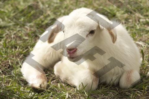 Goat Watermark Image PHP Imagick